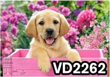 vd2262 - animale